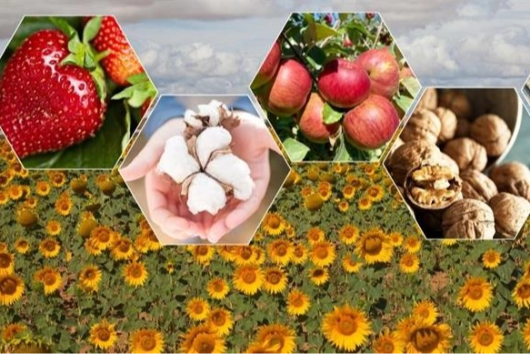 TÜİK: 2025’te Bitkisel Üretimde Gerileme Bekleniyor 1 TÜİK: 2025’te Bitkisel Üretimde Gerileme Bekleniyor