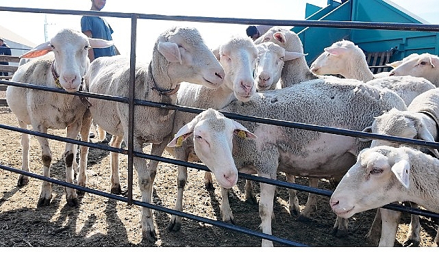 inegol belediyesi ile ilceler arasi tarim ve hayvancilikta guc birligi