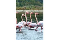 izmit korfezinde pembe flamingolarin dansi
