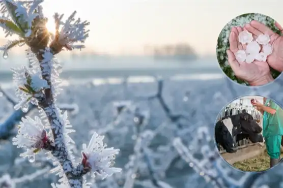 Ekim Ayında Üreticilere 11,6 Milyar TL Tazminat Ödendi 1 Ekim Ayında Üreticilere 11,6 Milyar TL Tazminat Ödendi