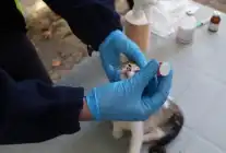 İstanbul Maltepe’de sokak hayvanlarına yerinde müdahale