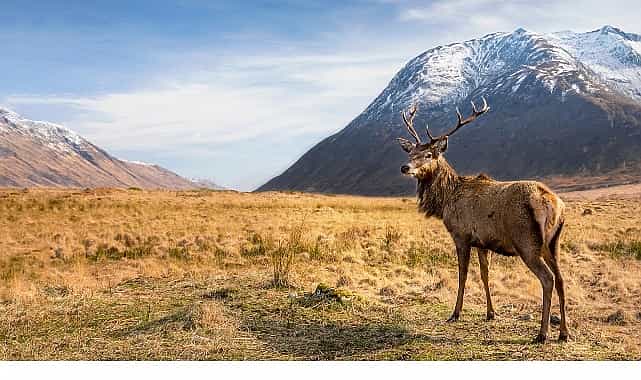 6 bolumluk seri avrupanin vahsi harikalari 15 kasimdan itibaren cumartesi gunleri 20 00de iki bolum art arda national geographic wild ekranlarinda