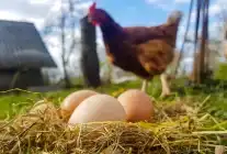 Tavuk Eti Üretimi Arttı, Yumurta Üretimi Geriledi