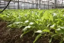 Konya Şeker, Pancarda Uluslararası Başarıya İmza Attı