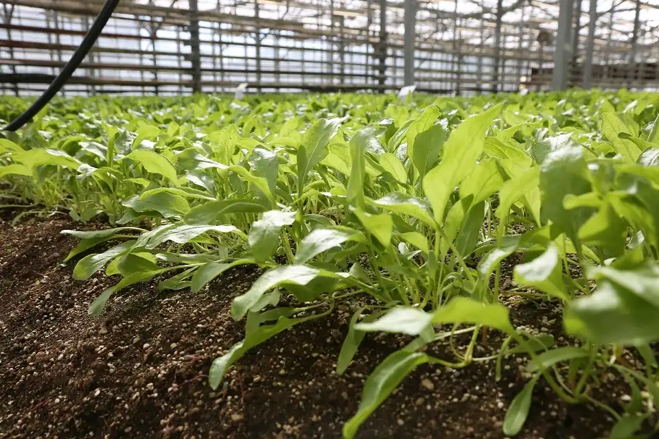 Konya Şeker, Pancarda Uluslararası Başarıya İmza Attı 1 Konya Şeker, Pancarda Uluslararası Başarıya İmza Attı