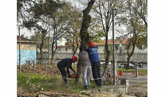 bakirkoy belediyesinden teke bocegine karsi etkin mucadele