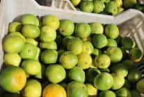 ekim ayinda mandalina ihracatinda yuzde 144luk rekor artis