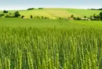 Tarım-ÜFE Yıllık %45,40 Arttı: Tek Yıllık Bitkisel Ürünlerde Sert Fiyat Artışı