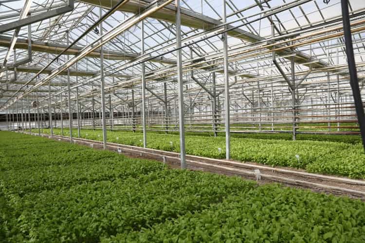 Konya Şeker, Pancarda Uluslararası Başarıya İmza Attı