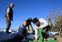 salihli belediyesi bugday ekimine basladi