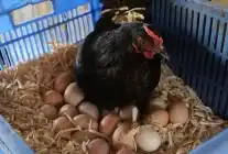 Kocaeli’de Doğal Yumurta Üretimine Büyük Destek