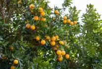 Mersin Kan Portakalı’na Coğrafi İşaret Tescili