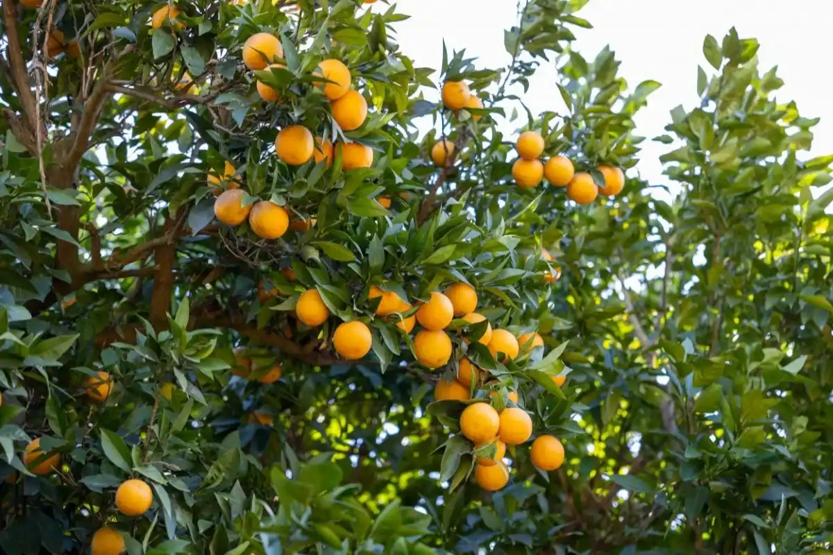 Mersin Kan Portakalı’na Coğrafi İşaret Tescili 1 Mersin Kan Portakalı’na Coğrafi İşaret Tescili