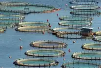 Türkiye, Akdeniz ve Karadeniz’de Su Ürünlerinde Zirvede