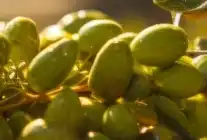 İzmir, 19 Aralık’ta Kooperatifçilik Panellerine Ev Sahipliği Yapacak