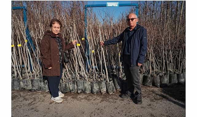 buyuksehir 3 600 trabzon hurmasi fidani dagitiyor