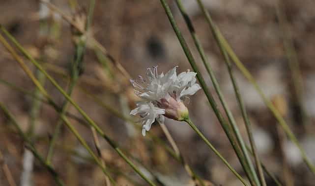 cameli pelemiri bitki literaturune kazandirildi