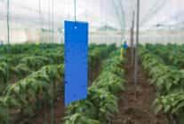 Büyükşehir’den Üreticilere Sera İpi ve Yapışkanlı Tuzak Desteği