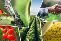 Tarımsal Destek Ödemelerinde Yeni Düzenleme