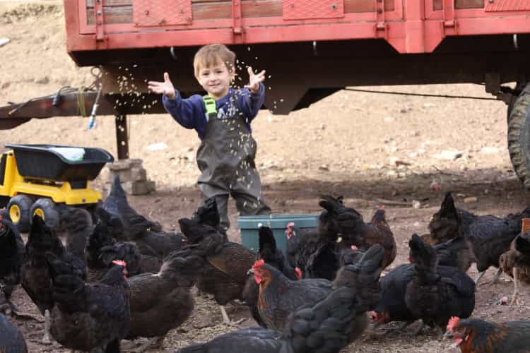 Kocaeli’de Doğal Yumurta Üretimine Büyük Destek
