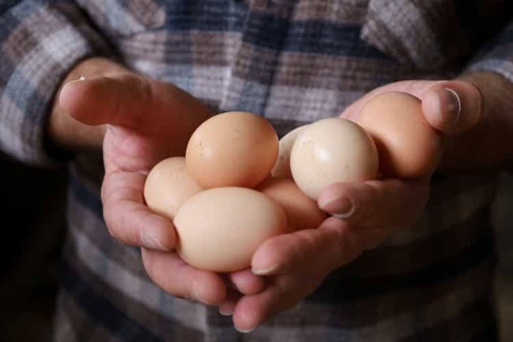 Kocaeli’de Doğal Yumurta Üretimine Büyük Destek
