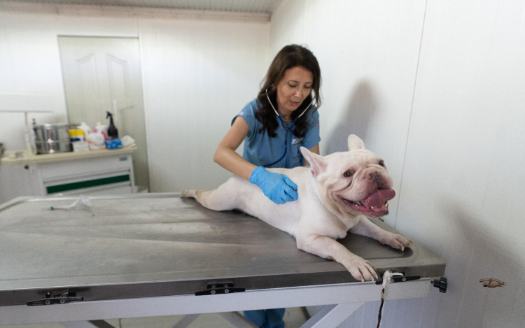 İzmir Büyükşehir Sokak Hayvanları İçin Seferber Oldu