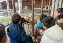 86 bin tedavi 13 bin kisirlastirma