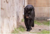 dogal yasam parkinin jaguari juliet yasama veda etti