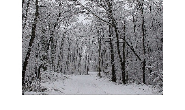 ormanyada kartpostallik kis manzaralari